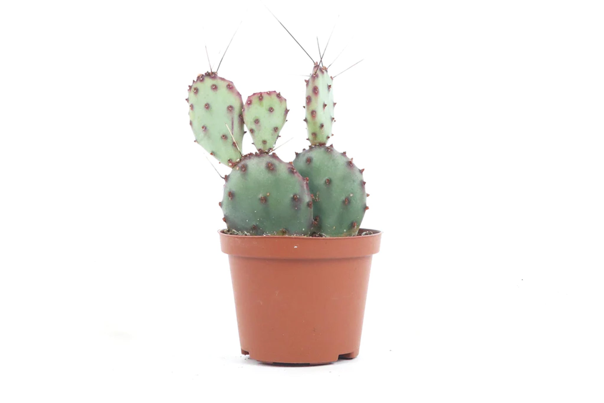 Opuntia gosseliniana var. santa-rita – Conservatory Archives