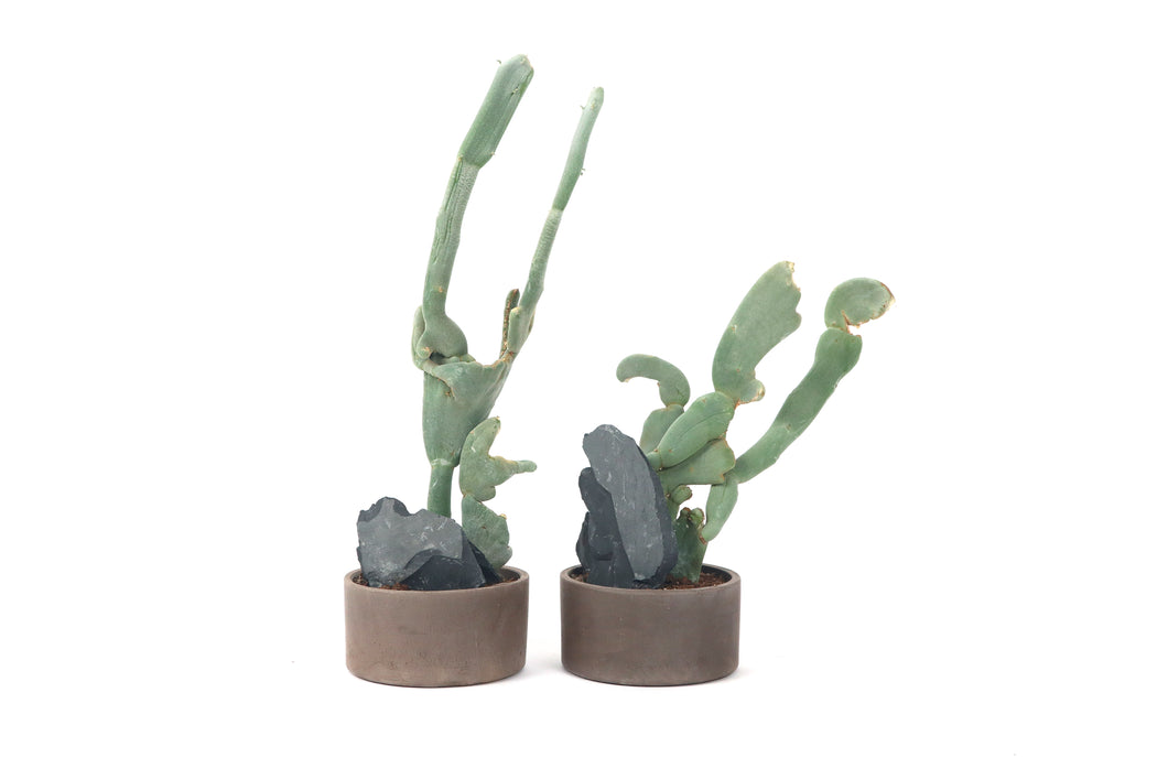 Euphorbia lomelii (Pedilanthus macrocarpus) crestato