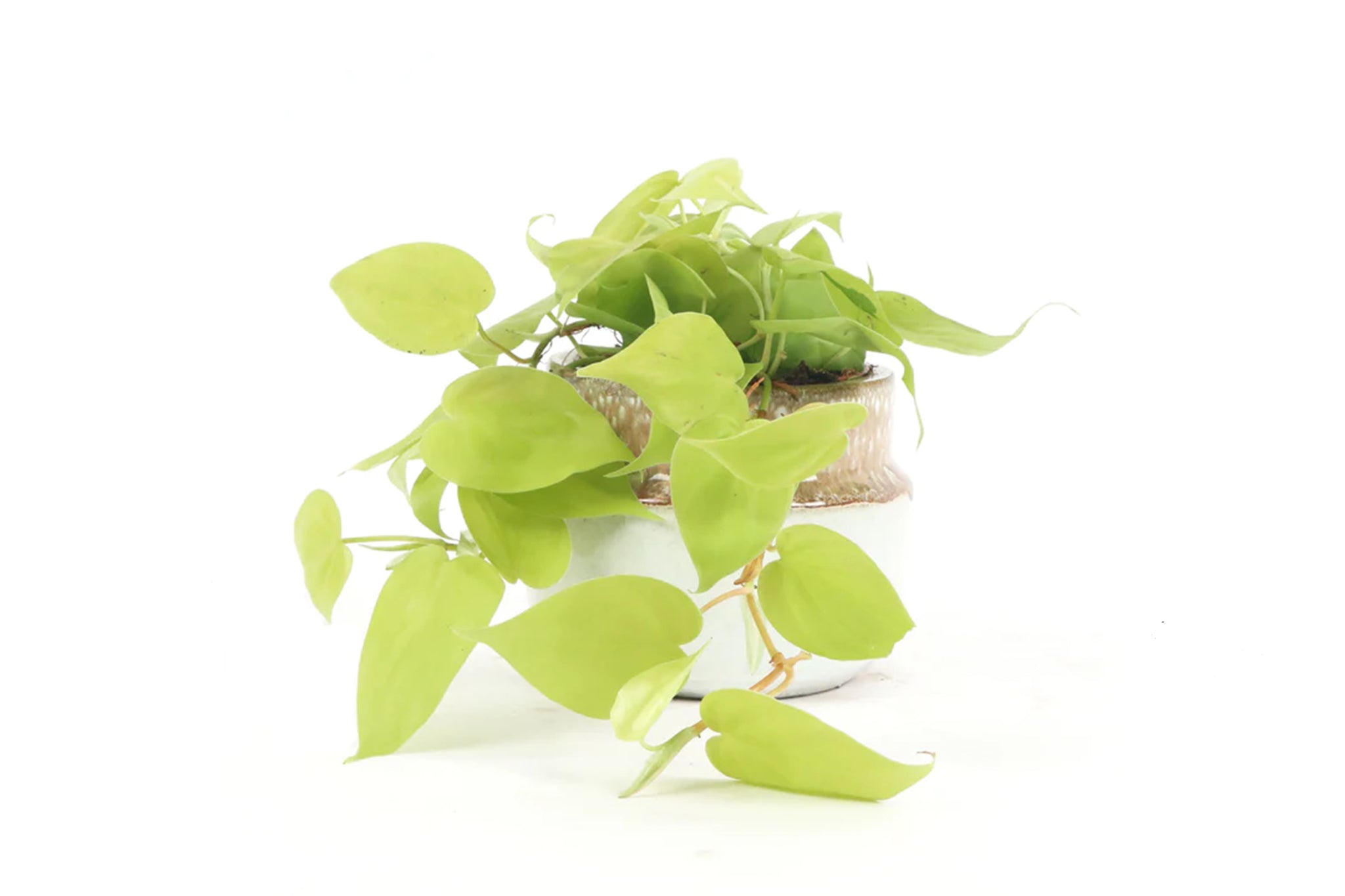 philodendron liane Philodendron micans 'Lime' – Conservatory Archives