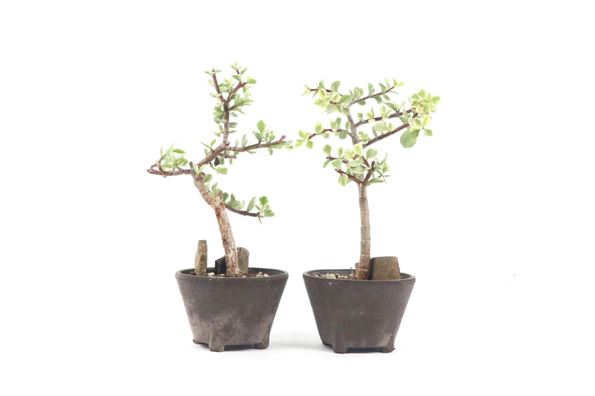 buy portulacaria afra uk Portulacaria afra 'Variegata' – Conservatory Archives