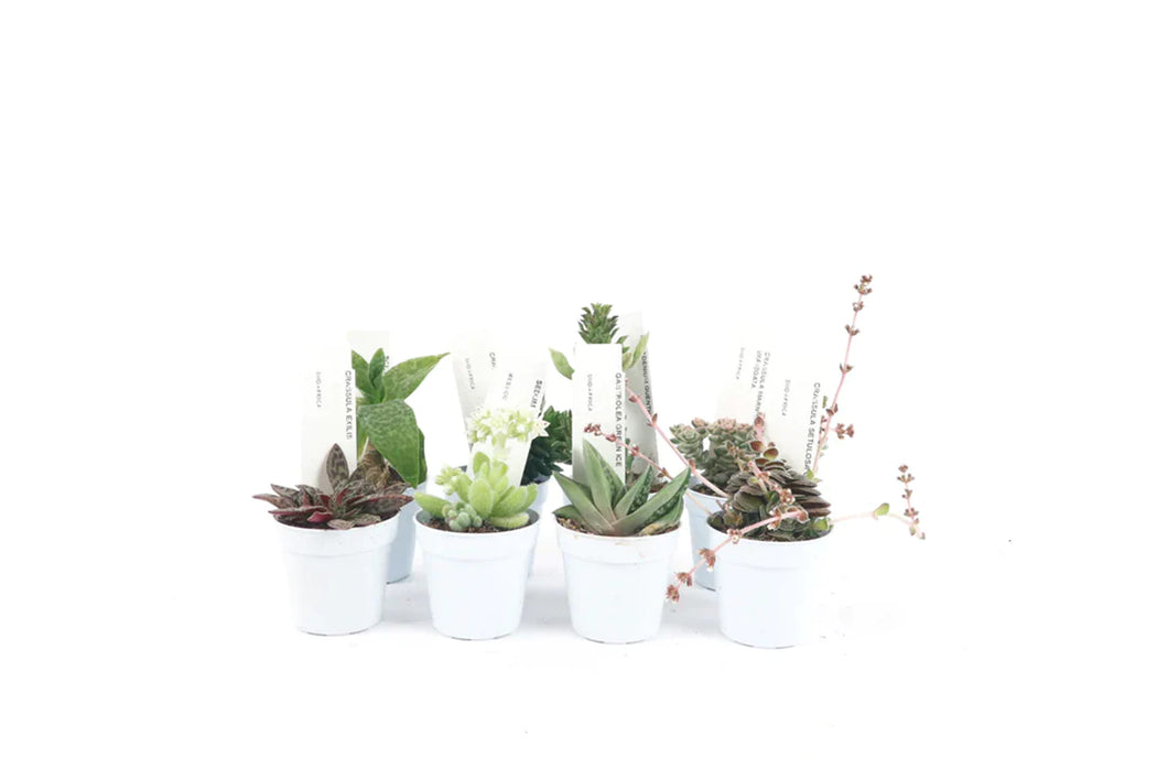 unusual succulents uk Mix of 4x Rare Succulents 5.5cm – Conservatory Archives
