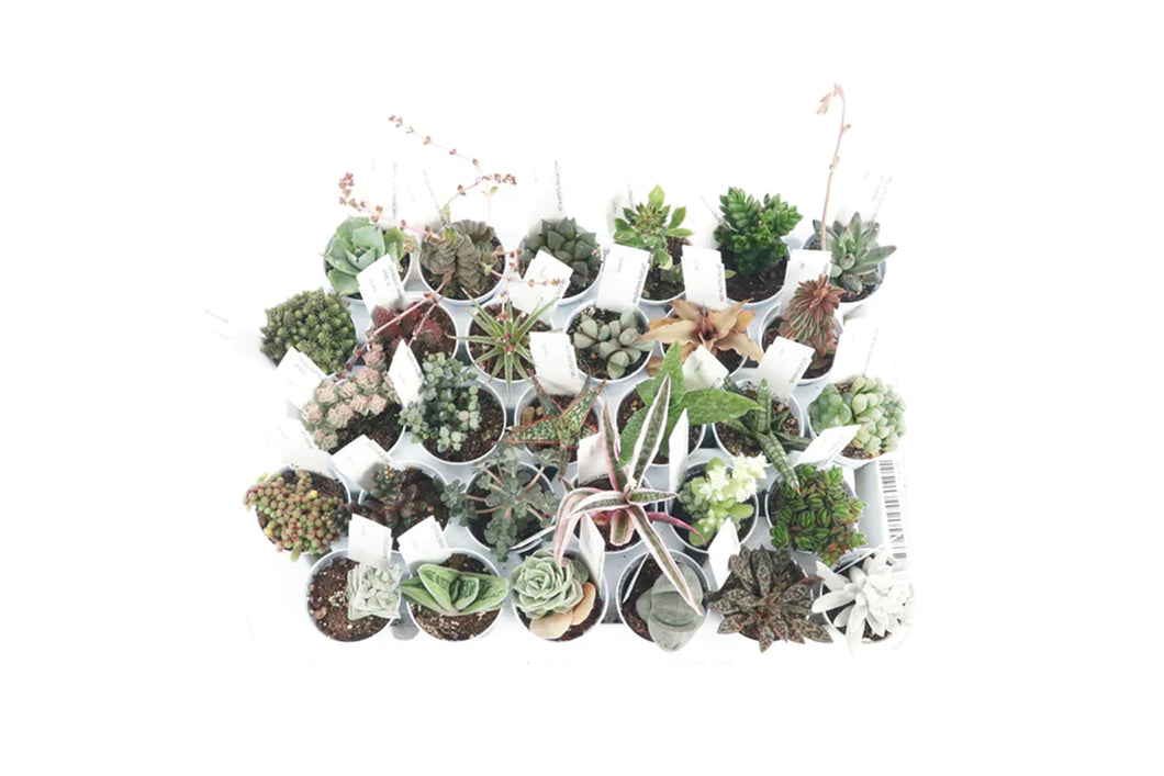 unusual succulents uk Mix of 12x Rare Succulents 5.5cm – Conservatory Archives